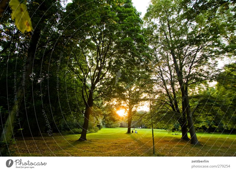 Abends im Tiergarten Wellness harmonisch Freizeit & Hobby Ausflug Sommer Mensch Menschengruppe Umwelt Natur Landschaft Klima Wetter Schönes Wetter Baum Park