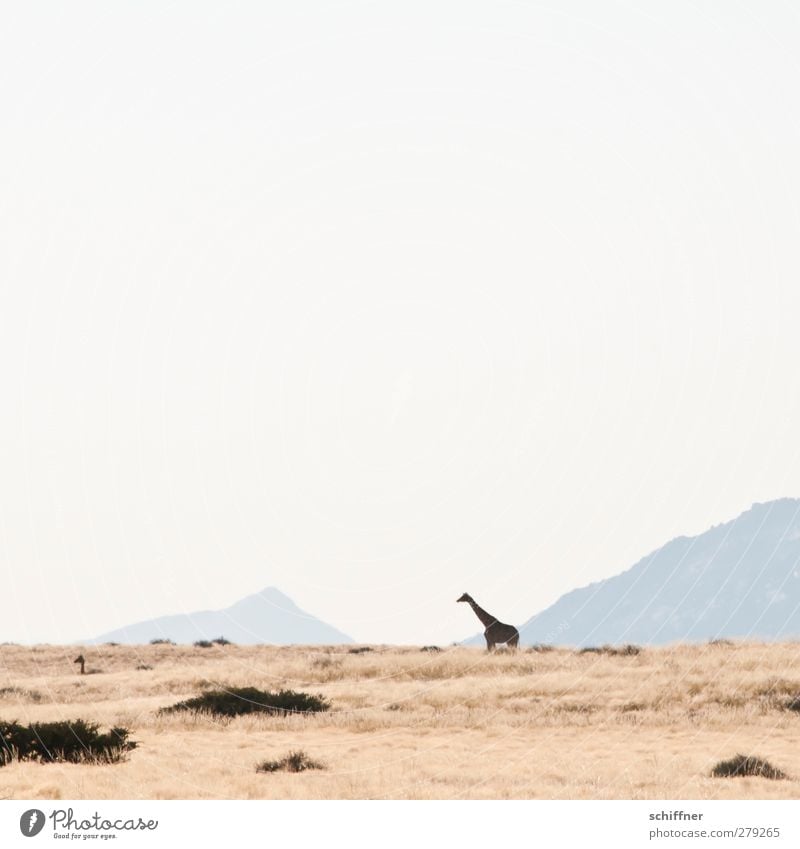 Wüstenwegweiser Umwelt Natur Landschaft Wolkenloser Himmel Schönes Wetter Tier Wildtier 1 2 Tiergruppe Herde stehen groß Holzgiraffe Giraffe Steppe