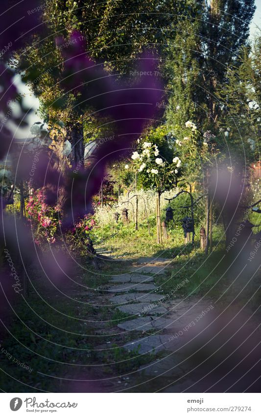 Garten Umwelt Natur Landschaft Frühling Pflanze Baum Sträucher Grünpflanze Park natürlich grün Wege & Pfade Farbfoto Außenaufnahme Menschenleer Tag Licht