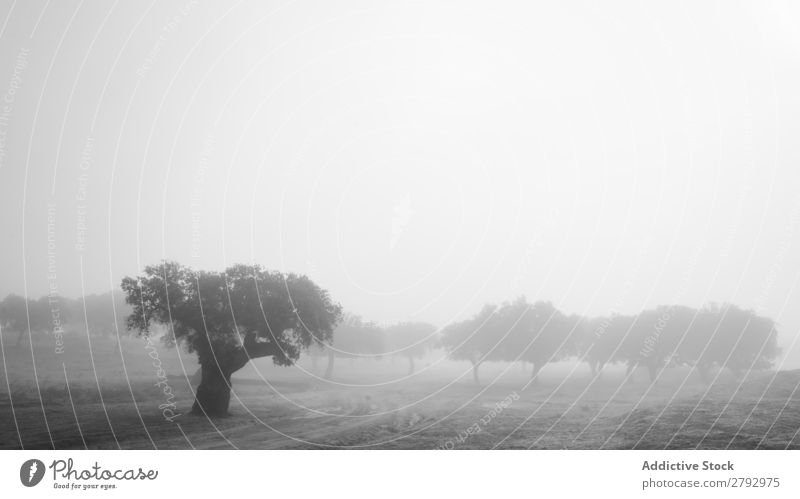 Bäume auf dem Feld zwischen Gras im Nebel Baum Holz Wiese dunkel Himmel Wolken Wachstum wild Natur Zweig Ast Park trist Himmel (Jenseits) Leben grün Oberfläche