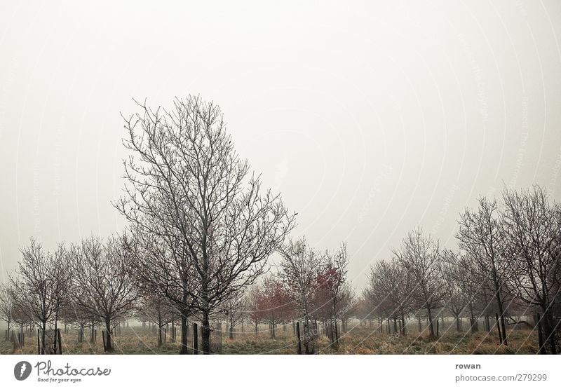 ::::::::::: Umwelt Natur Landschaft Pflanze Herbst Wetter schlechtes Wetter Unwetter Nebel Regen Baum Gras Sträucher Garten Park Wald dunkel gruselig kalt nass