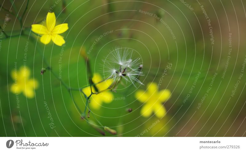 Feinheiten... Umwelt Natur Pflanze Sommer Schönes Wetter Sträucher Blatt Blüte Grünpflanze Wildpflanze dünn authentisch einfach frisch natürlich wild weich gelb