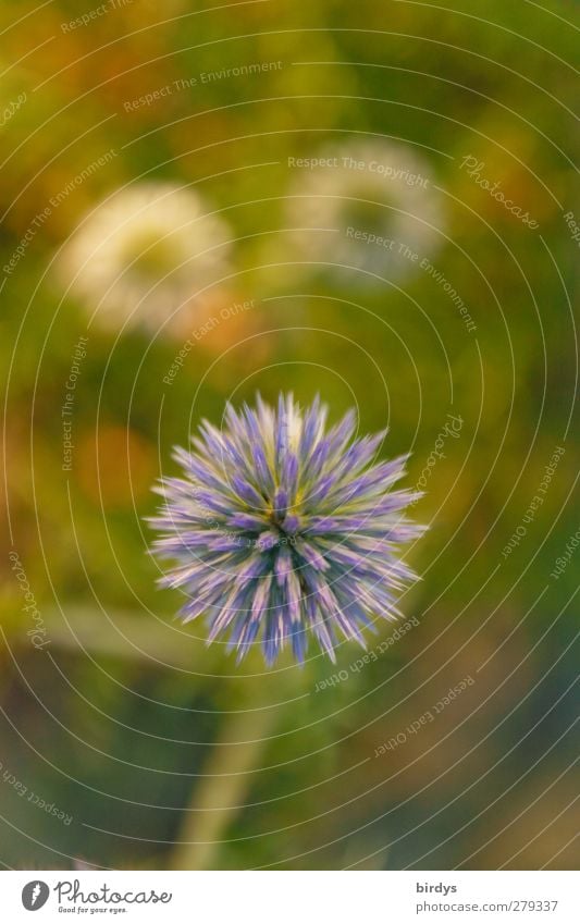 Blaublütige Kugeldistel Pflanze Sommer Schönes Wetter Distel Distelblüte Blühend Duft leuchten ästhetisch exotisch positiv rund schön stachelig blau violett