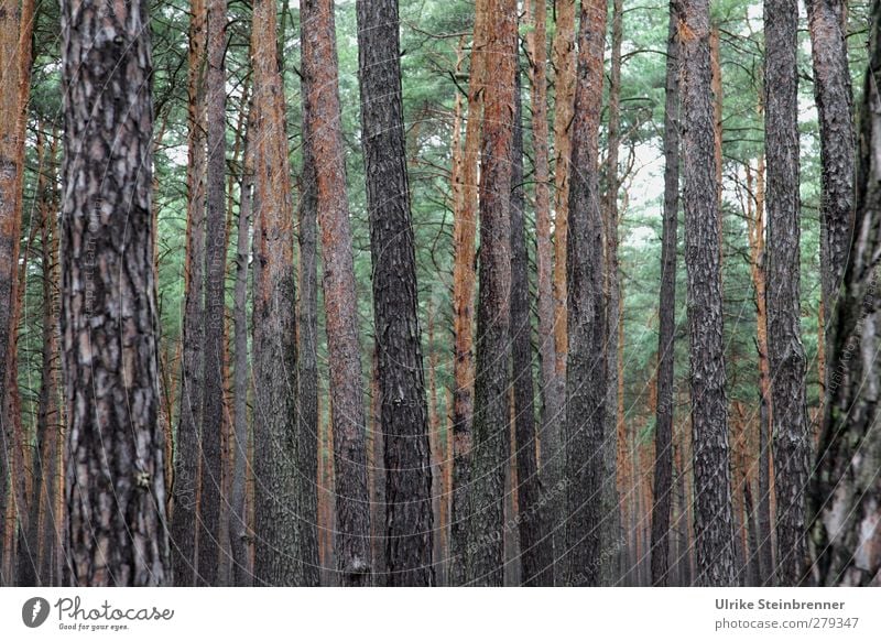 Fläming Ferien & Urlaub & Reisen Tourismus Ausflug Sommer wandern Umwelt Natur Landschaft Pflanze Baum Kiefer Wald Landkreis Teltow-Fläming Brandenburg atmen