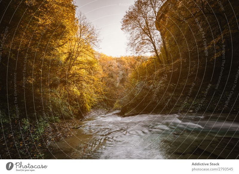 Fluss in der Mitte des Waldes national Park Bach klein Berge u. Gebirge strömen Herbst Baum Landschaft Natur Beautyfotografie Zinke Hintergrundbild natürlich