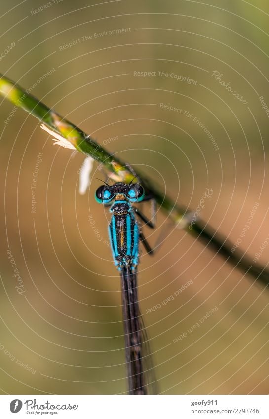 Blaue Libelle Ausflug Abenteuer Expedition Natur Frühling Sommer Gras Sträucher Grünpflanze Garten Park Wiese Urwald Tier Wildtier Tiergesicht Flügel 1