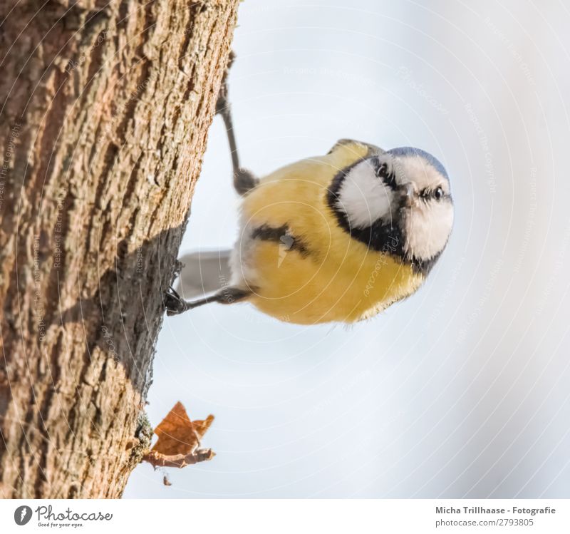 Neugierige Blaumeise Natur Tier Himmel Sonnenlicht Schönes Wetter Baum Wildtier Vogel Tiergesicht Flügel Krallen Meisen Schnabel Auge Feder 1 beobachten hängen