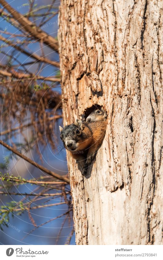 Baby Fuchs Eichhörnchen Set Sciurus niger Mutter Erwachsene Natur Tier Baum Wildtier 2 Tierjunges schlafen niedlich braun Baby Eichhörnchen Fuchshörnchen