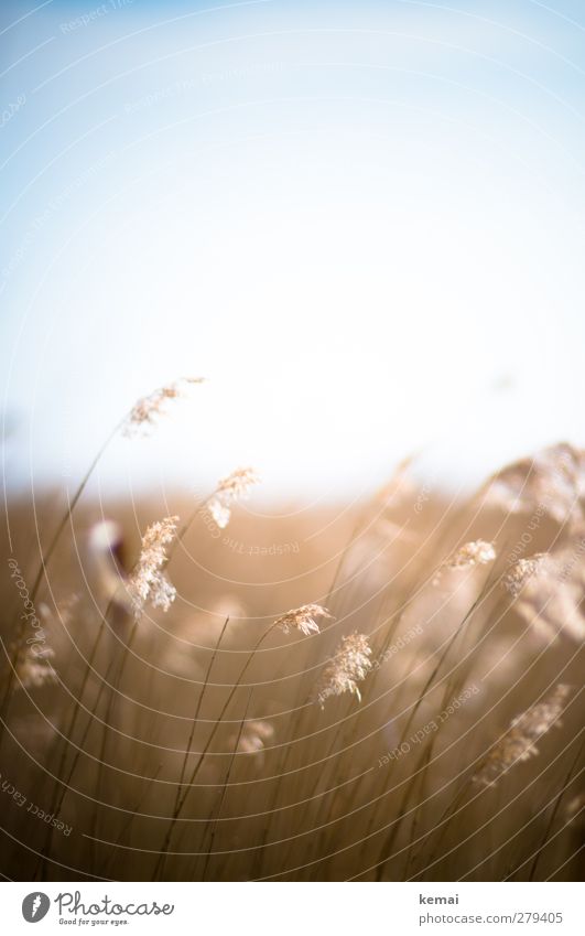 Hiddensee | Leuchtende Halme Umwelt Natur Pflanze Himmel Sommer Schönes Wetter Gras Nutzpflanze Riedgras Feld leuchten Wachstum hell Warmherzigkeit ruhig sanft