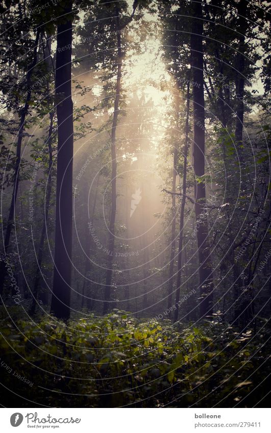 Neulich im Grafenberger Wald Sommer Sonne Umwelt Natur Landschaft Pflanze Schönes Wetter Baum Urwald Erholung ästhetisch fantastisch positiv gold grün schwarz