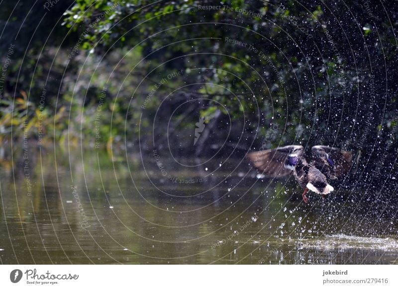 Abflug Wasser Wassertropfen Sommer Seeufer Flussufer Teich Flügel Ente Stockente 1 Tier fliegen Natur spritzen Abheben Beginn Farbfoto Außenaufnahme