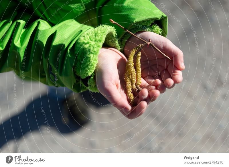 Haselnuss II Leben Kindererziehung Kindergarten Kleinkind Mädchen 3-8 Jahre Kindheit genießen grün Hilfsbereitschaft trösten dankbar Frühling Außenaufnahme Hand