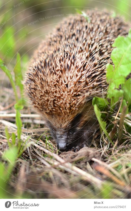 Mecki Wiese Feld Tier Wildtier 1 klein niedlich stachelig Igel Geruch Schüchternheit Farbfoto Außenaufnahme Nahaufnahme Menschenleer Schwache Tiefenschärfe