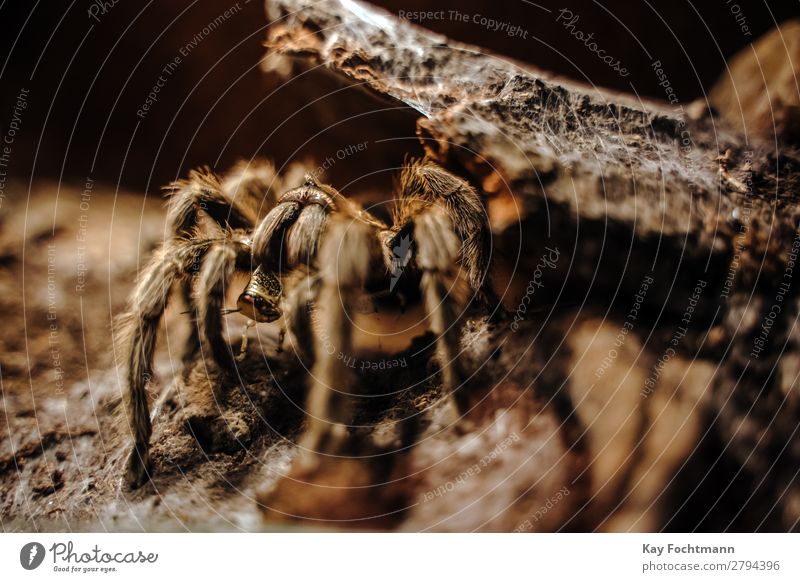 Tarantel Grammostola rosea frisst Heuschrecke Tier Tierwelt Spinnentier araneae braun Nahaufnahme Fangzahn Fauna Angst grammostola rosea haarig Insekt