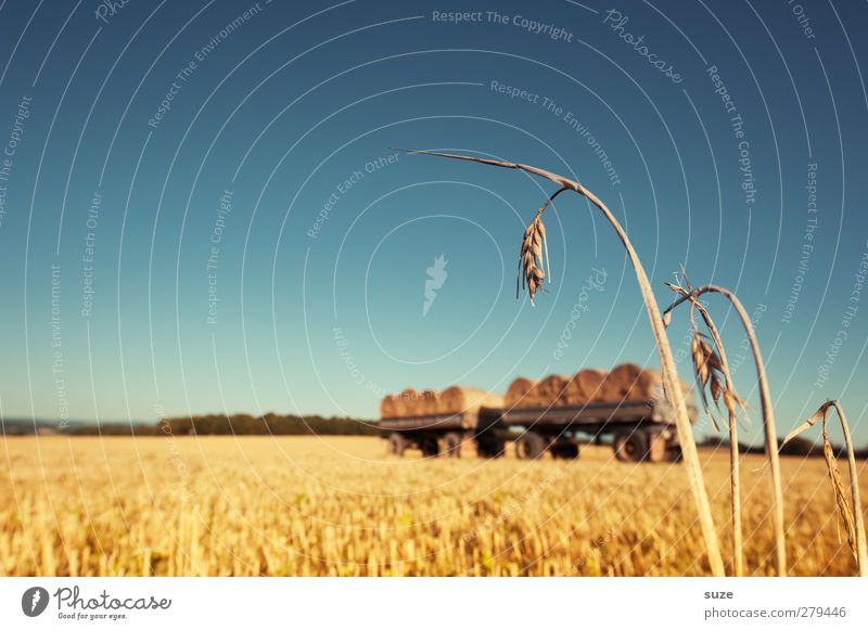 Strohmänner Lebensmittel Getreide Umwelt Natur Landschaft Himmel Horizont Sommer Schönes Wetter Feld authentisch natürlich blau gelb Wachstum Strohballen