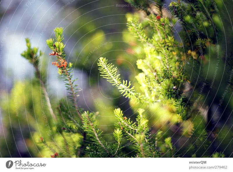 Der Sonne entgegen. Kunst ästhetisch grün Waldboden Nadelwald Nadelbaum Wachstum Licht Waldlichtung Natur Landschaft ruhig Makroaufnahme Farbfoto