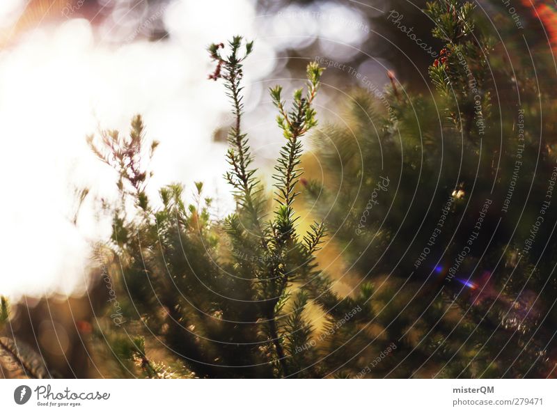 Weg zur Sonne. Umwelt Natur Landschaft Pflanze ästhetisch Waldboden Licht Lichtspiel Lichterscheinung Lichtschein Lichtbrechung Lichteinfall grün Naturerlebnis