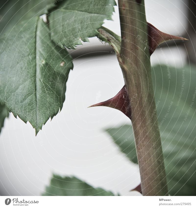 selbstverteidigung Pflanze grün Rose Dorn Stengel Blatt Nahaufnahme Spitze Schmerz Schutz Stachel Garten stechend Gedeckte Farben Selbstverteidigung