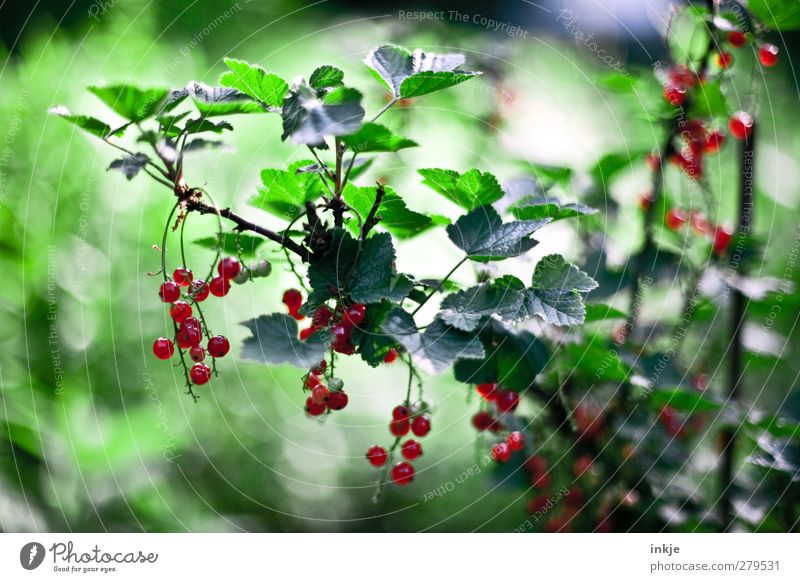 Johannisbeeren Frucht Ernährung Gartenarbeit Landwirtschaft Forstwirtschaft Sommer Pflanze Sträucher Nutzpflanze hängen Wachstum frisch Gesundheit lecker