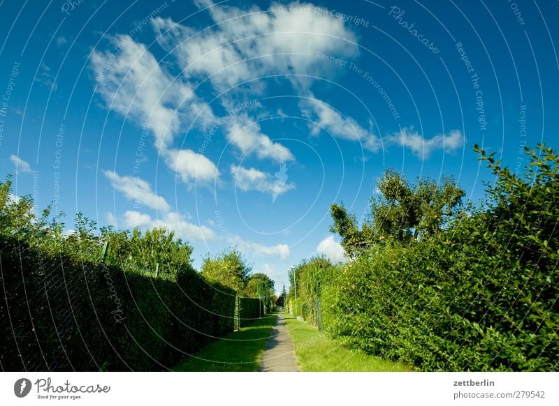 Hochsommer in der Kleingartenkolonie Umwelt Natur Landschaft Pflanze Himmel Wolken Sommer Klima Klimawandel Wetter Schönes Wetter Baum Garten Park Wege & Pfade