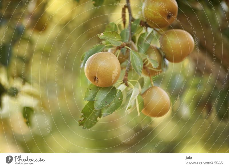 reife früchtchen Lebensmittel Frucht Birne Umwelt Natur Sommer Pflanze Baum Blatt Nutzpflanze Birnbaum Gesundheit lecker fruchtig Farbfoto Außenaufnahme