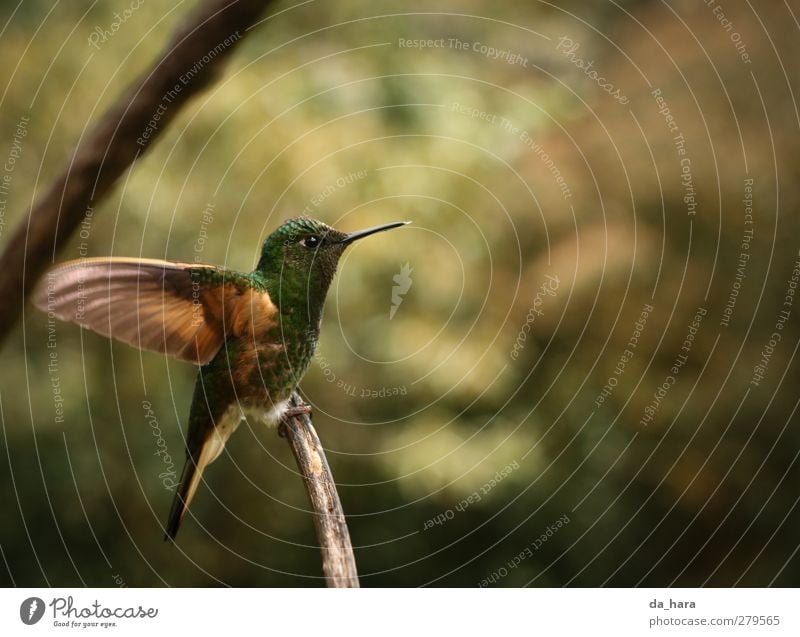 Ich bin dann mal weg Tier Wildtier Vogel Colibris 1 fliegen frei klein natürlich Neugier niedlich schön braun gelb gold grün Kolumbien Salento Farbfoto