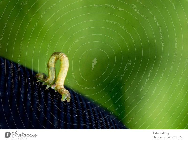 Raupe Umwelt Natur Wiese Tier Nutztier Wurm 1 gelb grün schwarz Bogen krabbeln Beine Strukturen & Formen Farbfoto mehrfarbig Außenaufnahme Makroaufnahme