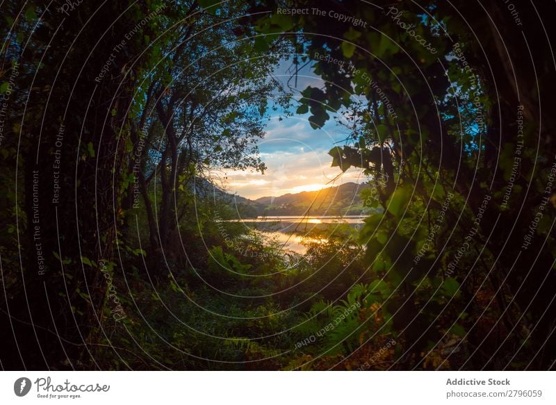 Blick auf Fluss und untergehenden Himmel durch schöne Pflanzen Sonnenuntergang alfilorios reservoir Asturien Spanien Natur Landschaft Abend Abenddämmerung