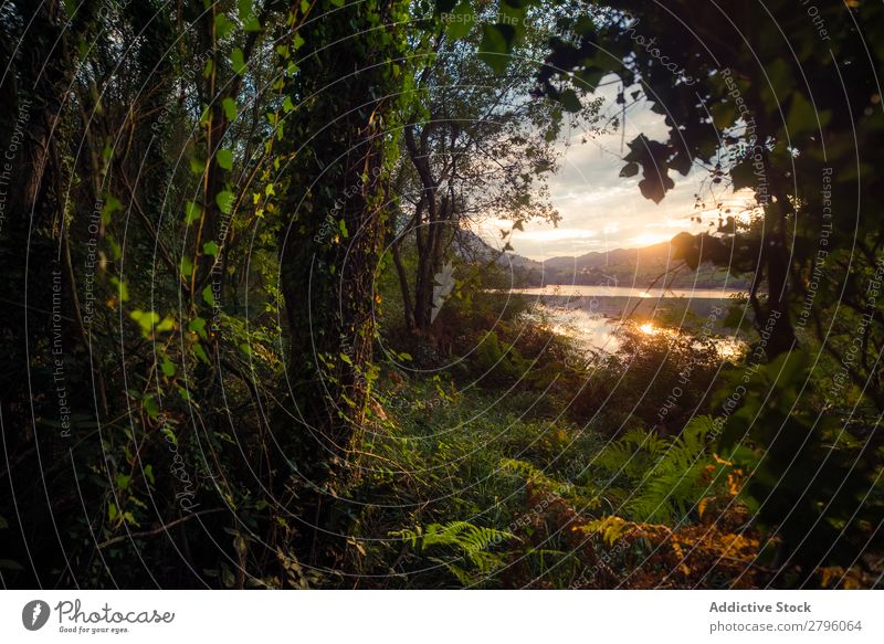 Blick auf Fluss und untergehenden Himmel durch schöne Pflanzen Sonnenuntergang alfilorios reservoir Asturien Spanien Natur Landschaft Abend Abenddämmerung