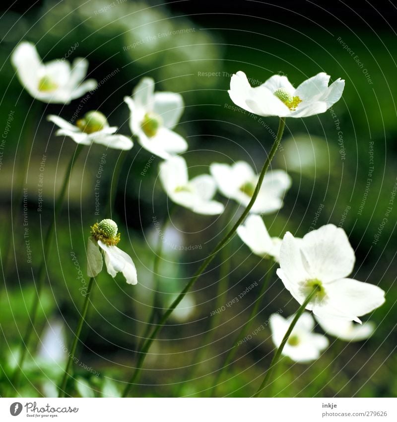 2 Farben aus meinem Garten Natur Pflanze Sommer Schönes Wetter Blume Blüte Blühend Wachstum nah schön grün weiß Wandel & Veränderung Farbfoto Außenaufnahme