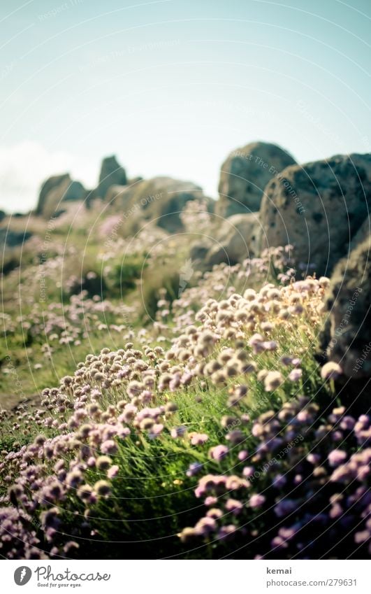 Land's End Flora Umwelt Natur Landschaft Pflanze Himmel Sonne Sommer Schönes Wetter Blume Gras Blüte Grünpflanze Wiese Felsen Küste Stein Blühend Wachstum