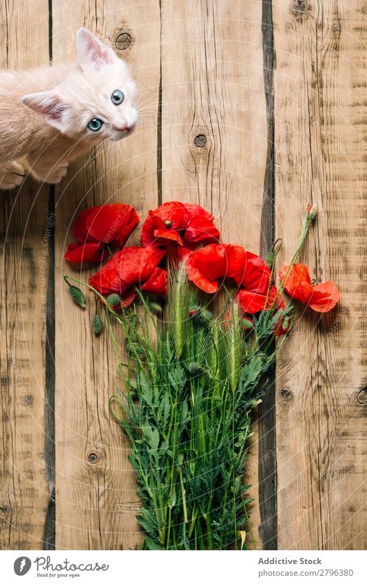 Süßes Kätzchen in der Nähe von Mohnblumen. Katze Blumenstrauß Haustier Holz Oberfläche Tier heimisch Säugetier Katzenbaby Haufen Blüte geblümt natürlich