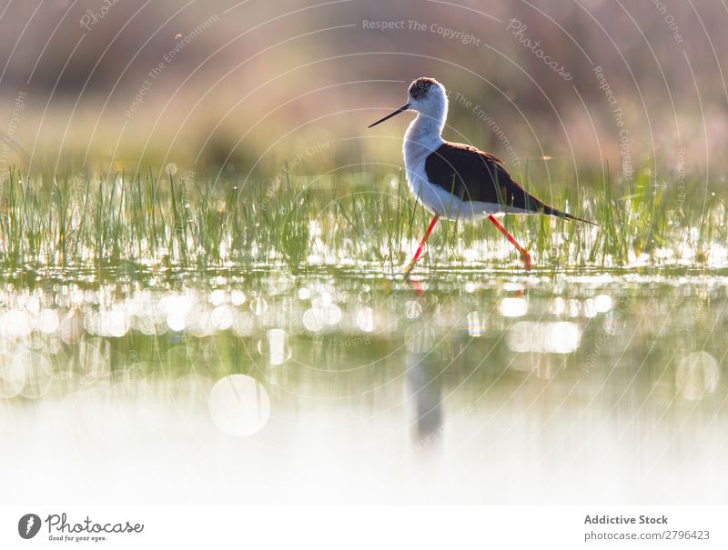 Wildvogel auf dem Wasser wandelnd Vogel wild Stelzenläufer belena lagune Guadalajara Spanien laufen Sonnenstrahlen Gras grün Wetter Natur Tier Tierwelt Schnabel