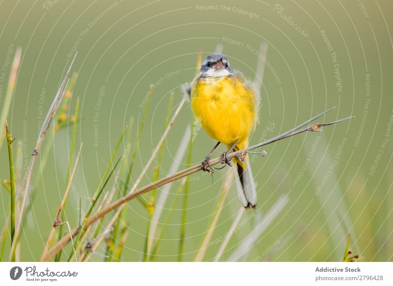 Wildvogel auf Zweig zwischen den Pflanzen Vogel wild belena lagune Guadalajara Spanien Gras Ast gelb grün Wetter Natur Tier Tierwelt Schnabel Landschaft Fauna