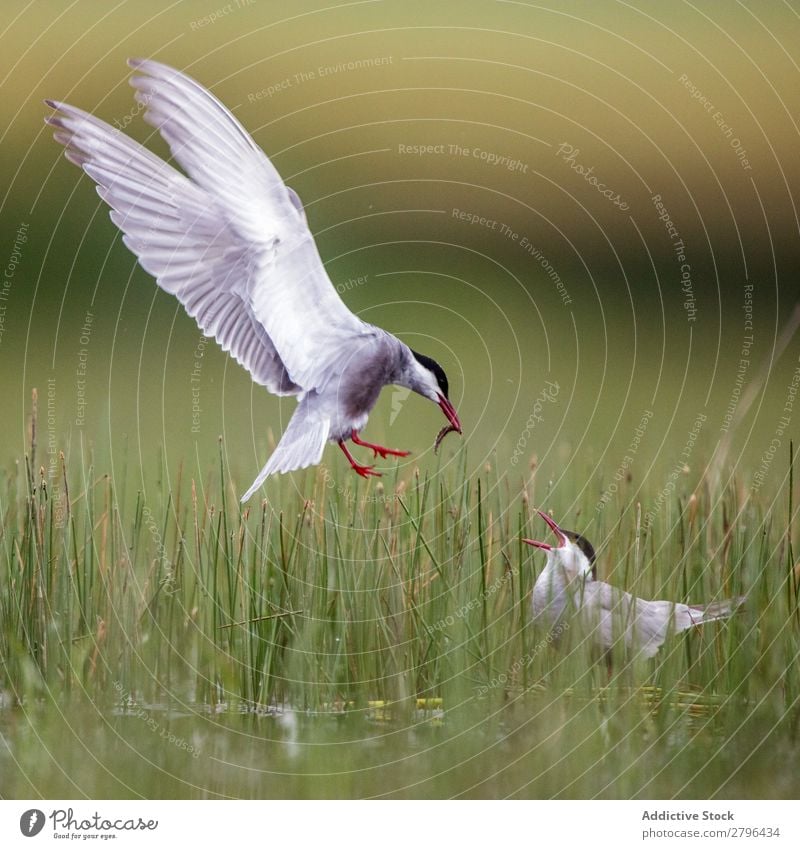 Wildvogel mit fressen im Schnabel auf Gras Vogel wild Essen belena lagune Guadalajara Spanien bringend Fressen Lebensmittel weiß grün Wetter Natur Tier Tierwelt