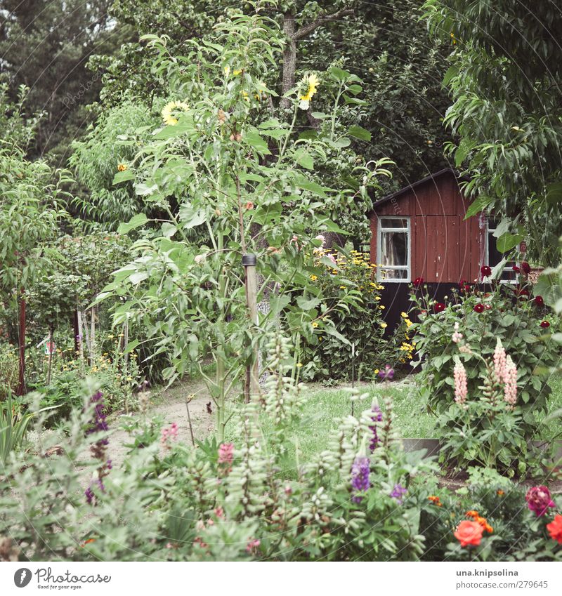 im grünen Sinnesorgane Erholung ruhig Freizeit & Hobby Garten Umwelt Natur Sommer Baum Blume Sträucher Hütte Gartenhaus natürlich viele wild Schrebergarten