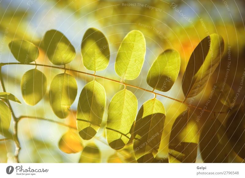 Die Spitzen der Bäume schön Umwelt Natur Landschaft Himmel Herbst Baum Blatt Park Wald Straße Wege & Pfade hell natürlich braun Farbe Jahreszeiten Olm Eiche