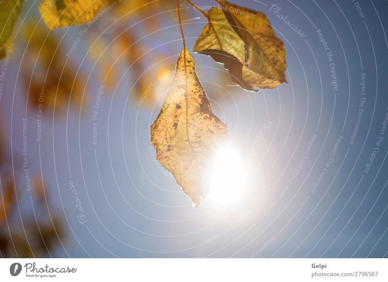 Grün hinterlässt Hintergrund schön Leben Sommer Sonne Garten Kultur Umwelt Natur Pflanze Himmel Baum Blatt Park Wald Wachstum frisch hell natürlich neu grün