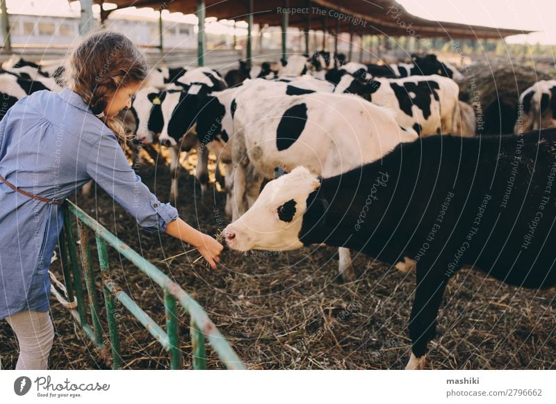 Kind Mädchen füttert Kalb auf der Kuhfarm. Lifestyle Glück Ferien & Urlaub & Reisen Sommer Baby Kindheit Umwelt Natur Landschaft Dorf Herde füttern authentisch