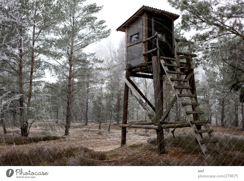 Hochsitz Jagd Winter wandern Eis Frost Baum Wald Wege & Pfade kalt grau grün Einsamkeit Freizeit & Hobby Natur Raureif Birkenwald Heide Heidekrautgewächse