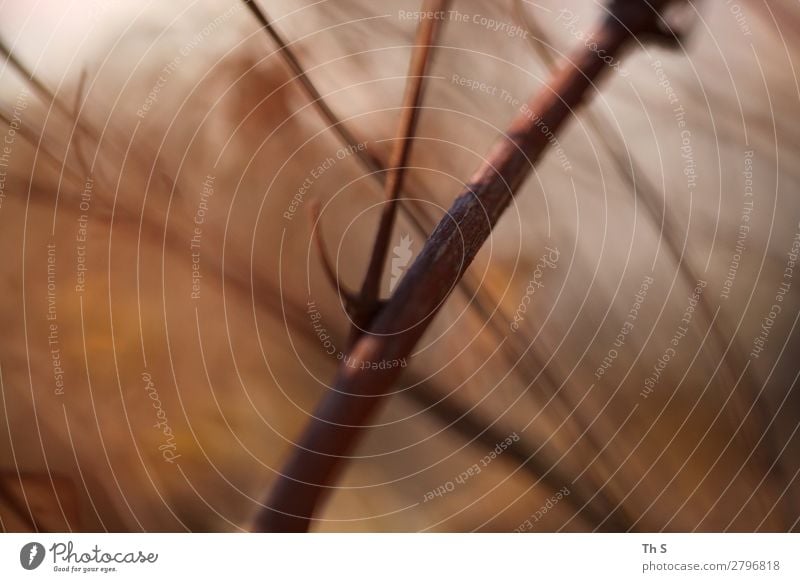 Ast Natur Pflanze Herbst Winter Wetter Wind Wald Bewegung ästhetisch authentisch einfach elegant frei natürlich wild braun grau rot trotzig Energie einzigartig