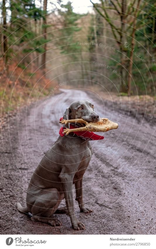 Jagdbeute Freizeit & Hobby Spielen Ausflug wandern Natur Landschaft Erde schlechtes Wetter Regen Baum Wald Straße Wege & Pfade Tier Haustier Hund nass