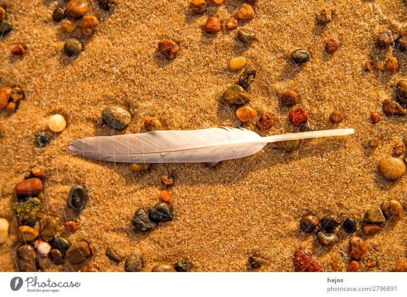 Feder am Strand Natur Sand Vogel schön weich Vogelfeder weiß Möwe Kiesel fluffig Tier verloren Stilleben Farbfoto Nahaufnahme Makroaufnahme Menschenleer