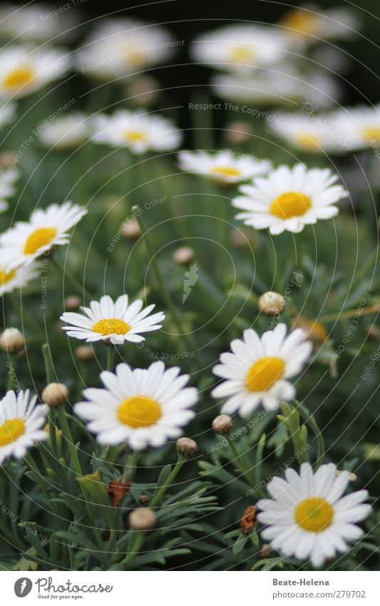 Einen Blütenteppich schenke ich dir Natur Pflanze Sommer Blume Blatt Margerite Garten Wiese Blühend leuchten natürlich schön gelb grün weiß Romantik Glück