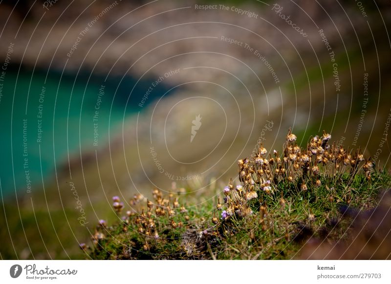 Am Wegesrand Ferien & Urlaub & Reisen wandern Umwelt Natur Landschaft Pflanze Wasser Sommer Schönes Wetter Blume Sträucher Blüte Felsen Küste Bucht Meer Blühend