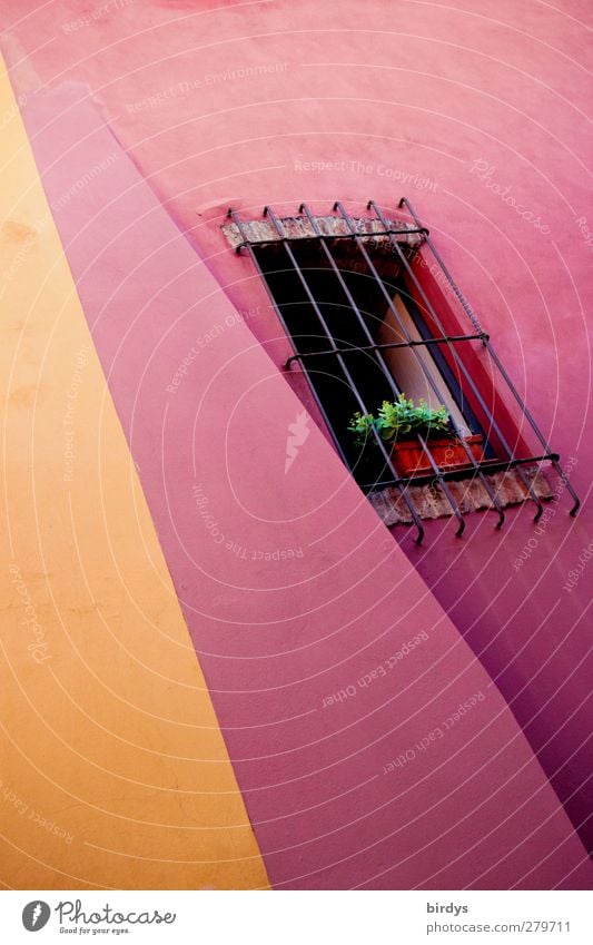 Bunter Wohnen Sommer Topfpflanze Gebäude Fassade Fenster leuchten außergewöhnlich Freundlichkeit frisch einzigartig verrückt Stadt gelb rosa ästhetisch Farbe