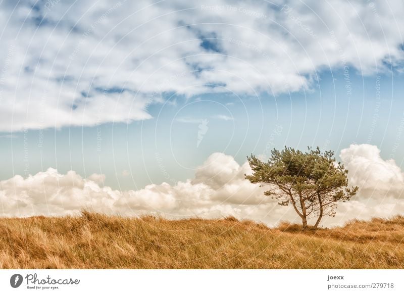 Guter Tag Natur Landschaft Himmel Wolken Horizont Sommer Schönes Wetter Wind Baum Feld blau braun grün weiß Idylle Umwelt Farbfoto Außenaufnahme Menschenleer