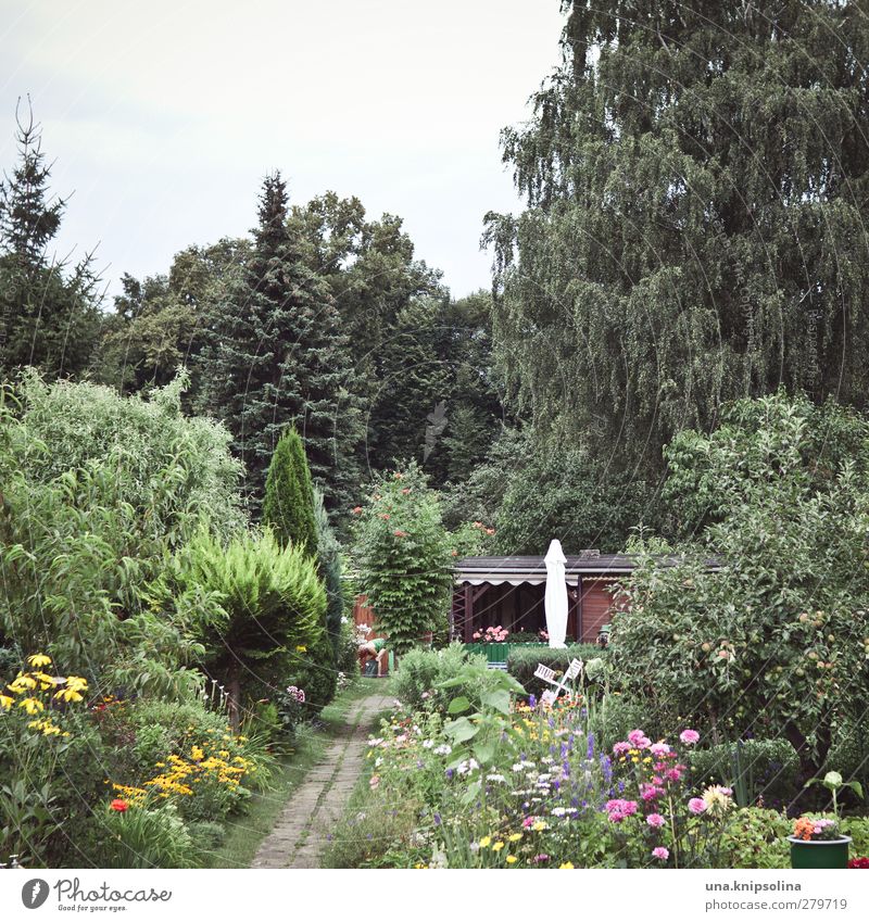 lücke Freizeit & Hobby Häusliches Leben Garten Umwelt Natur Baum Blume Gras Sträucher Gartenhaus Blühend Wachstum natürlich viele grün Schrebergarten