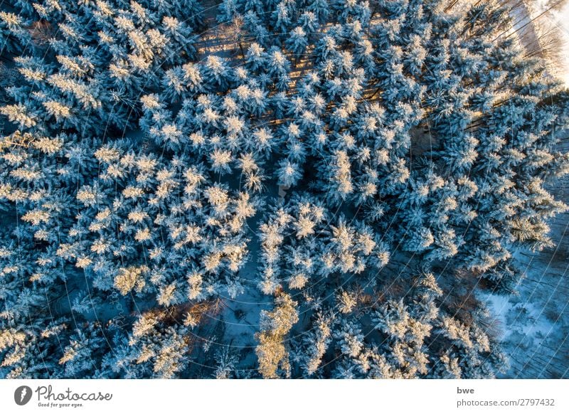 Wintertrees Ferien & Urlaub & Reisen Tourismus Abenteuer Ferne Schnee Winterurlaub Berge u. Gebirge wandern Umwelt Natur Landschaft Pflanze Frühling Klima