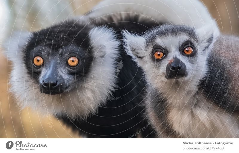 Im Blick des Affenduos Natur Tier Sonnenlicht Schönes Wetter Wildtier Tiergesicht Fell Katta Vari Halbaffen Auge Ohr Nase Maul 2 beobachten glänzend leuchten